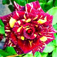 Троянда плетиста Абра Клімбер