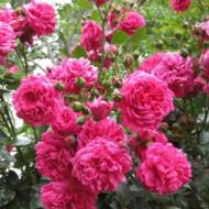 Троянда плетиста Лагуна