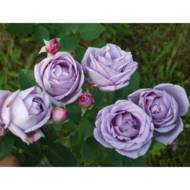 Троянда плетиста Індіголетта