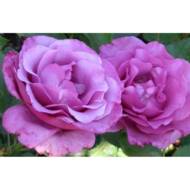 Роза флорибунда Шокинг Блю