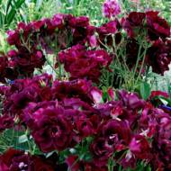 Троянда флорибунда Бургунді Айс