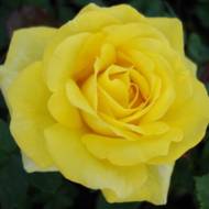 Роза чайно-гибридная Керн