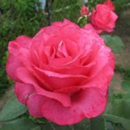Троянда чайно-гібридна Венроза (Висоцького)