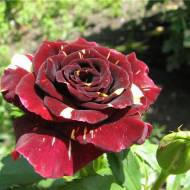 Троянда чайно-гібридна Абракадабра