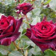 Роза чайно-гибридная Блек Баккара