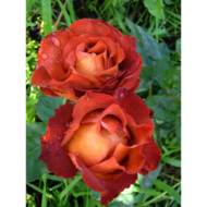 Роза чайно-гибридная Кофе Брейк