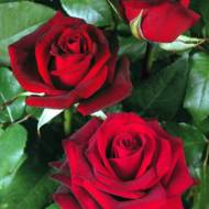 Роза чайно-гибридная Блек Меджик