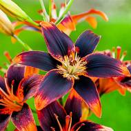 Лілія азіатська двоколірна Forever Susan (14/16)