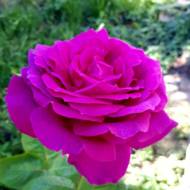 Роза чайно-гибридная Биг перпл