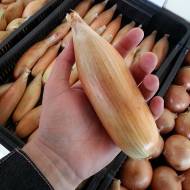 Цибуля ріпчаста Тоска