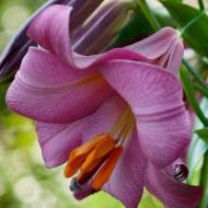 Лілія трубчаста Pink Perfection (14/16)