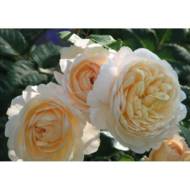 Троянда англійська Крокус роуз