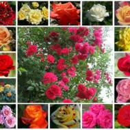 Комплект  з 3-х різних троянд