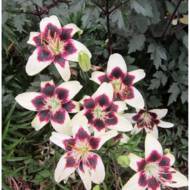 Лілія азіатська двоколірна Patricia’s Pride