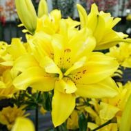 Лілія азіатська повна Fata Morgana (14/16)