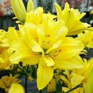 Лілія азіатська повна Fata Morgana (14/16)