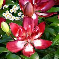 Лілія азіатська Double Sensation