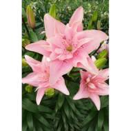 Лілія азіатська повна Elodie (14/16)