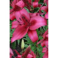 Лілія АОА гібрид November Rain