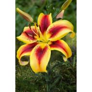 Лілія АОА гібрид Viva La Vida
