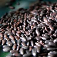 Фасоль кустовая Галактика