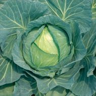 Капуста Суприм Квин F1