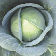 Капуста Галаксі F1