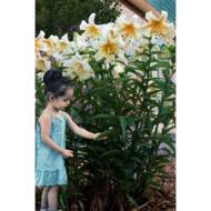 Лілійне дерево (От Гібрид) Mister Cas