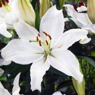 Лілія східна Mount Aspiring (14/16)