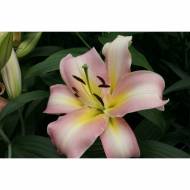 Лілія От Гібрид Urandi