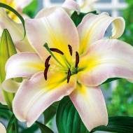 Лилия ОТ гибрид Urandi