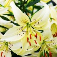 Лілія тигрова Sweet Surrender (14/16)