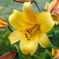 Лілія трубчаста Golden Splendour