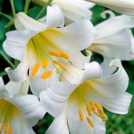 Лілія трубчаста Regale Album (14/16)