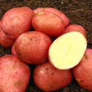 Насіннєва картопля Белла Роза