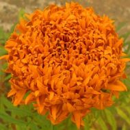 Чорнобривці Фантастік оранж за 0,25 г