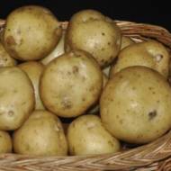 Насіннєва картопля Скарбниця