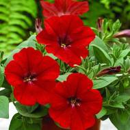 Петунія Лавина червона F1 за 10 нас.
