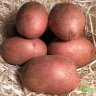 Насіннєва картопля Мирослава