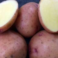 Насіннєва картопля Княгиня