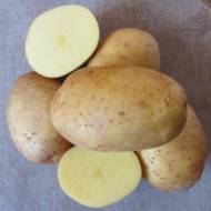 Насіннєва Картопля Тайфун