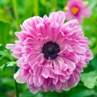 Анемона The Admiral (4/5)