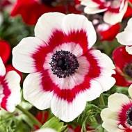 Анемона Duet (Bicolor) (4/5)