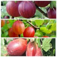 Комплект саджанців агрусу з 3-х різних сортів