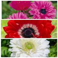 Комплект з 9 анемон різних сортів