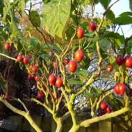 Томатне дерево Тамарільйо