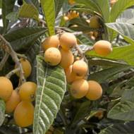 Мушмула японська