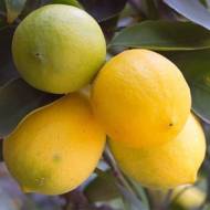 Лимон Новогрузинський