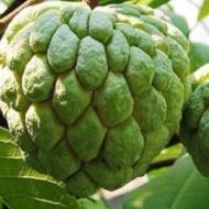 Аннона черімойя