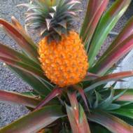 Ананас Вікторія